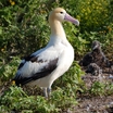 Short-tailed Albatross